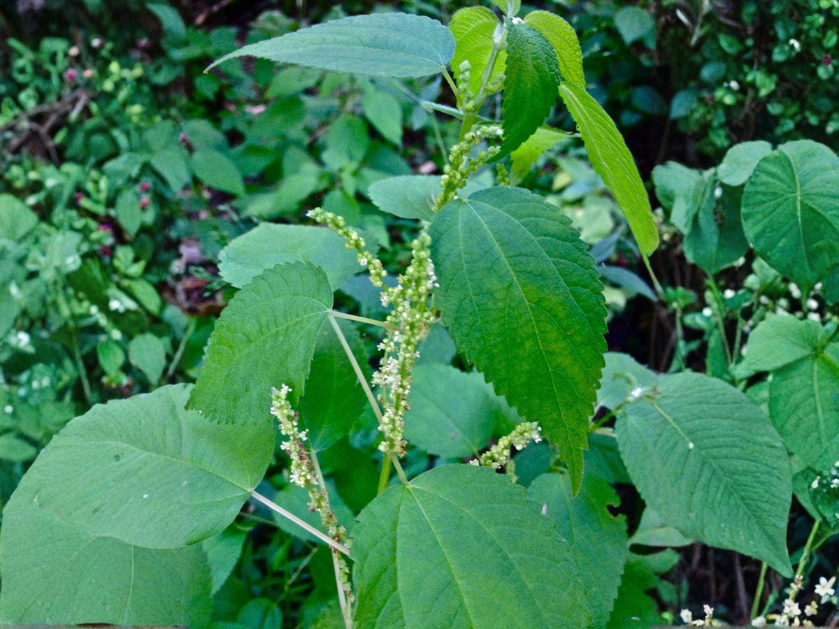 Boehmeria cylindrica Smallspike False Nettle Seeds – Native Perennial for Wetlands & Woodlands, Butterfly Host Plant, 100 Seeds