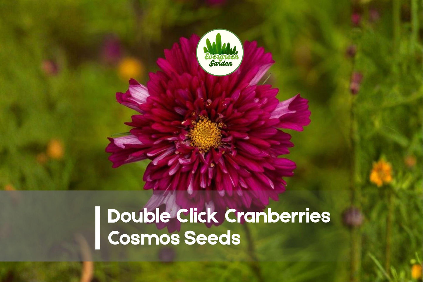 Cosmos Seeds + 200+ Double Click Cranberries Variety + Deep Rose & Cranberry Red Blooms + Cosmos bipinnatus