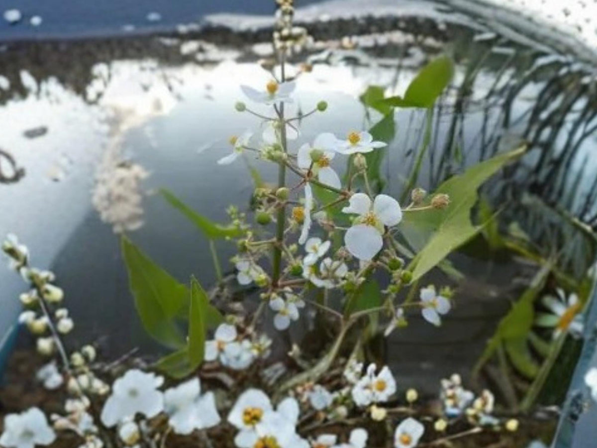 Sagittaria latifolia Common Arrowhead Seeds – Native Aquatic Pond Plant, Wetland Perennial, Duck Potato, Water Garden, 100 Seeds
