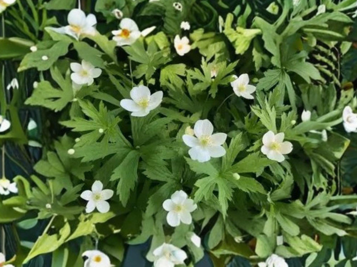 Anemone canadensis Seeds – Native Perennial Wildflower with White Spring Blooms – 25 Seeds for Pollinator Gardens