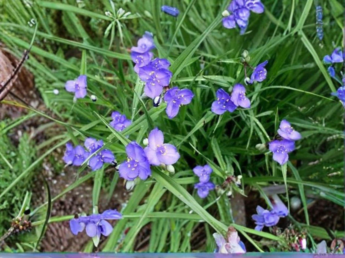 Tradescantia bracteata Prairie Spiderwort Seeds – Native Perennial Wildflower with Blue Purple Blooms, 150 Seeds