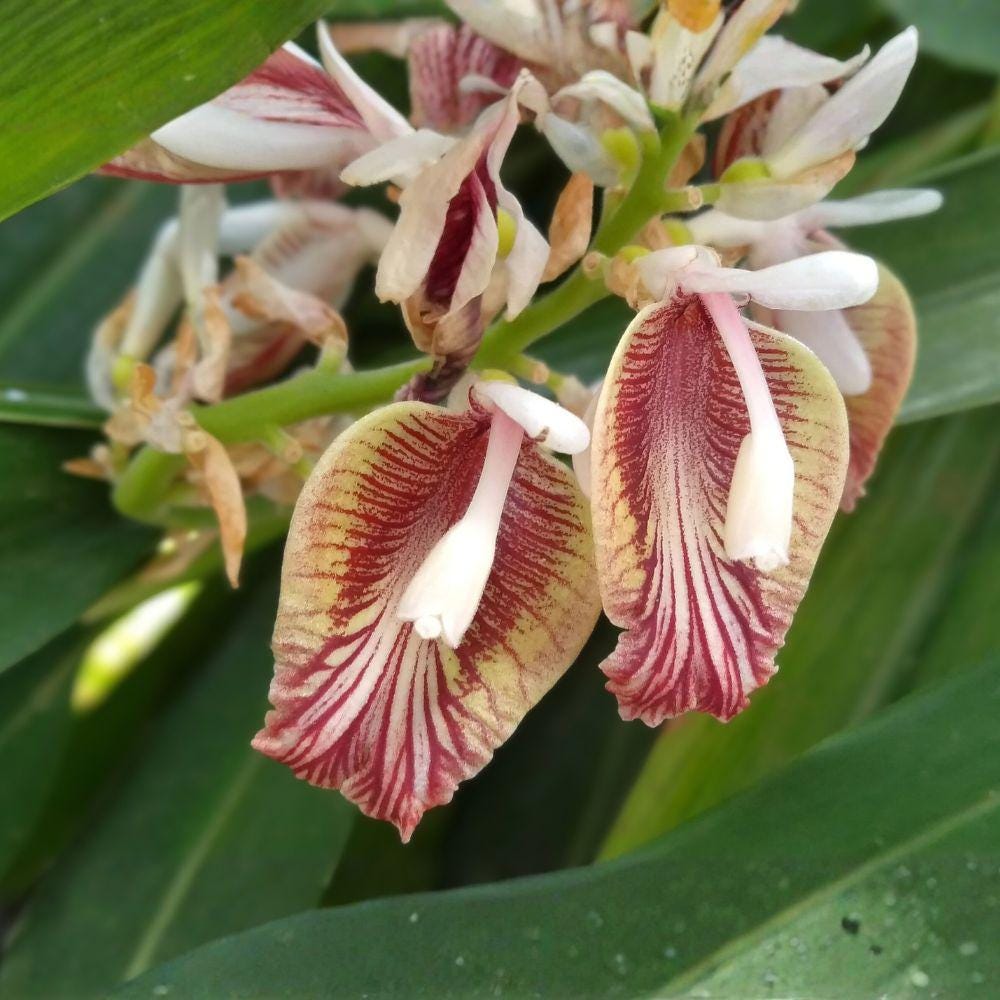 Rare Cardamom Plant Live – Edible Tropical Herb Elettaria cardamomum for Indoor & Outdoor Growing