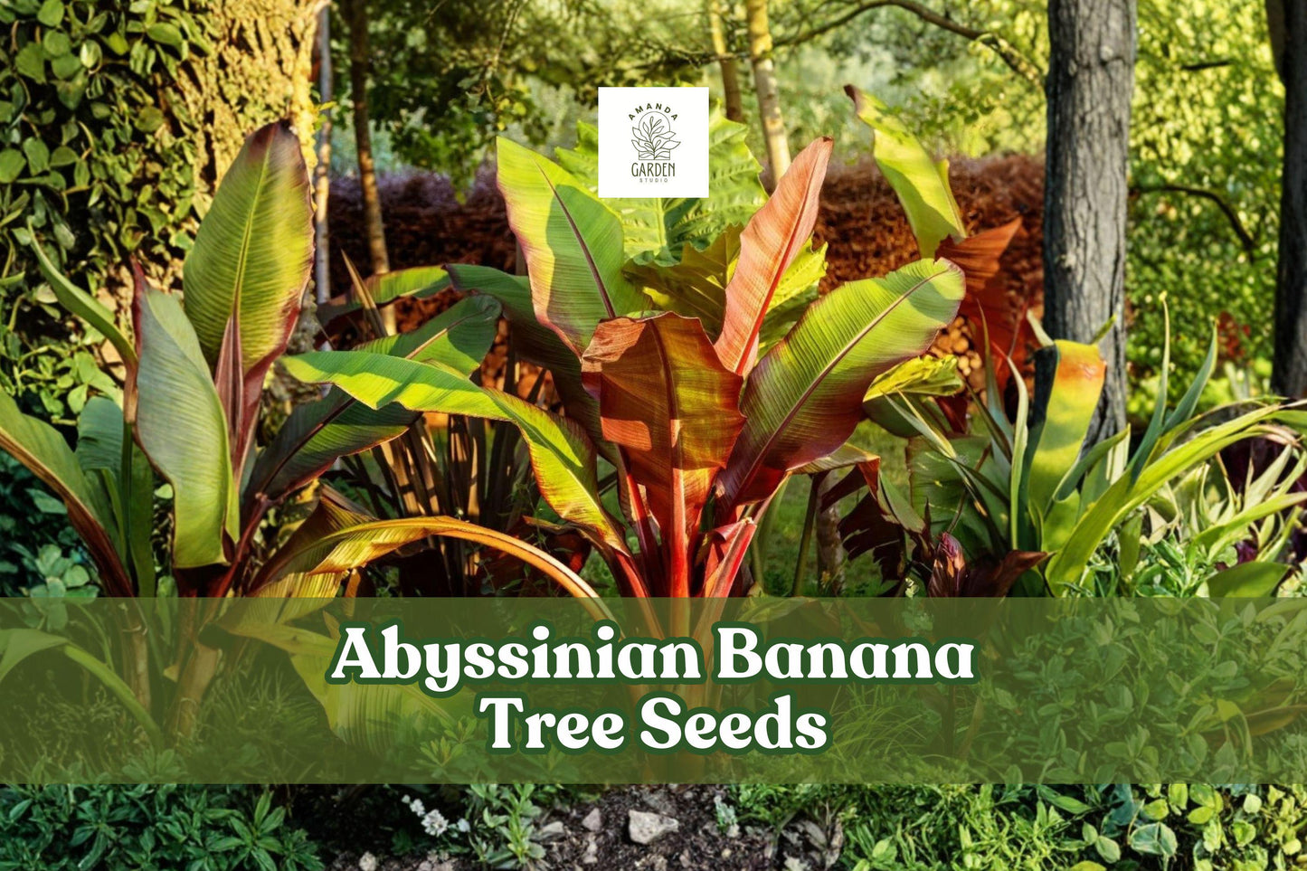 Abyssinian Banana Tree Seeds – Tropical Ornamental Plant, Ensete ventricosum, Large Foliage, Garden & Container Growth (5 Pack)