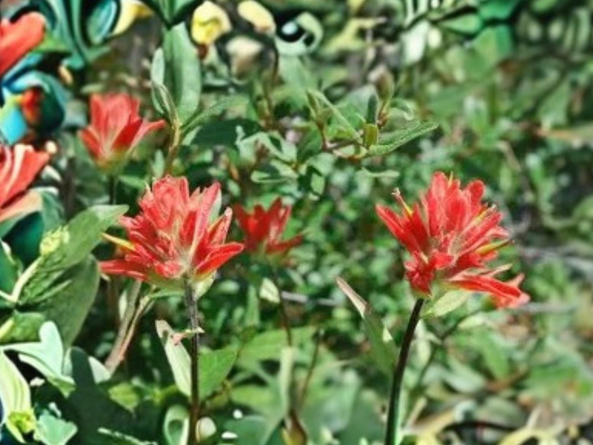 Castilleja miniata Giant Red Indian Paintbrush Seeds – Native Perennial Wildflower for Hummingbird Gardens
