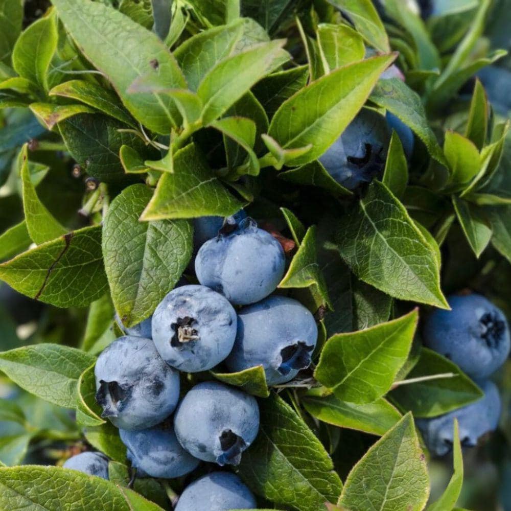 Top Hat Blueberry Starter Plants – Dwarf Container-Friendly Vaccinium corymbosum ‘Top Hat’ with Large, Sweet Berries