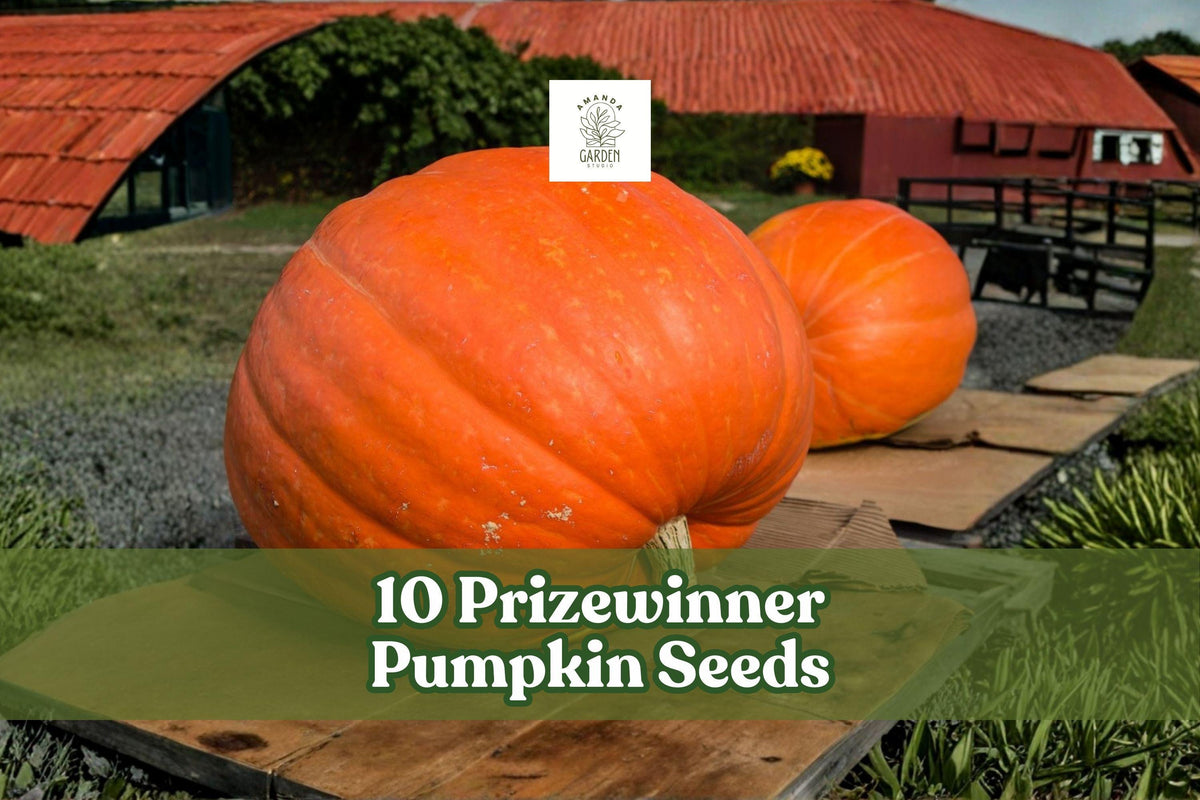 Prizewinner Pumpkin Seeds – Cucurbita maxima – Exhibition Giant Pumpkin Variety – 10 Seeds for Growing Large, Vigorous Vines