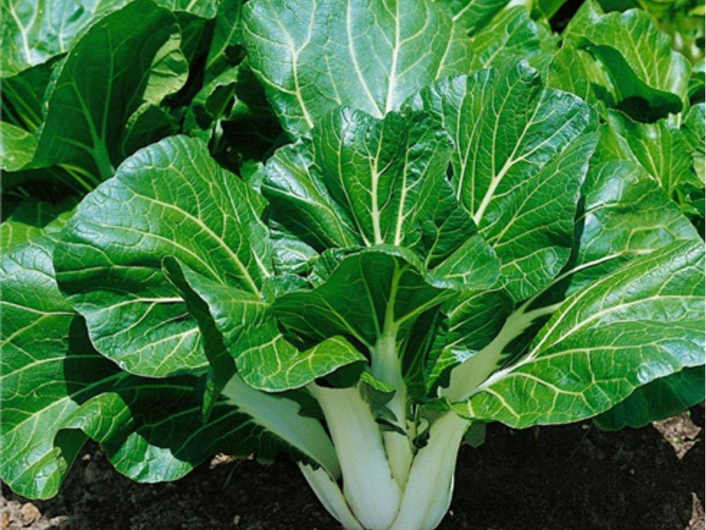Pak Choi Seeds – 500 Heirloom Non-GMO Asian Greens, Tatsoi, Leafy Green for Stir-Fries, Salads, Microgreens