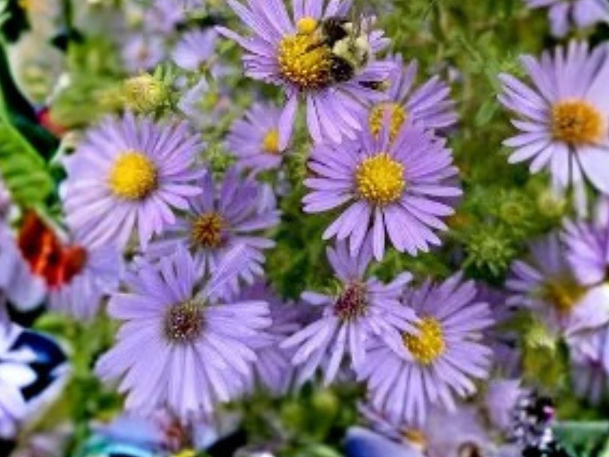 Aromatic Aster Seeds – Symphyotrichum oblongifolium – Native Wildflower for Pollinator Gardens – 100 Seeds