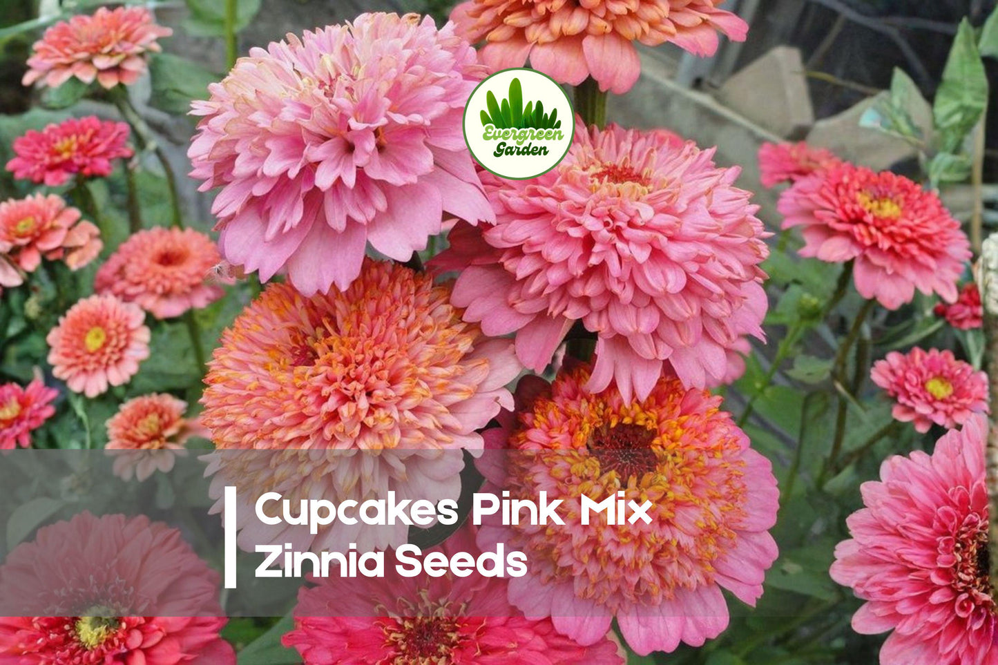 100+ Cupcakes Pink Mix Zinnia Seeds – Frilly Cupcake-Shaped Blooms in Pink, Rose, Coral | Zinnia elegans Annual Flowers for Gardens