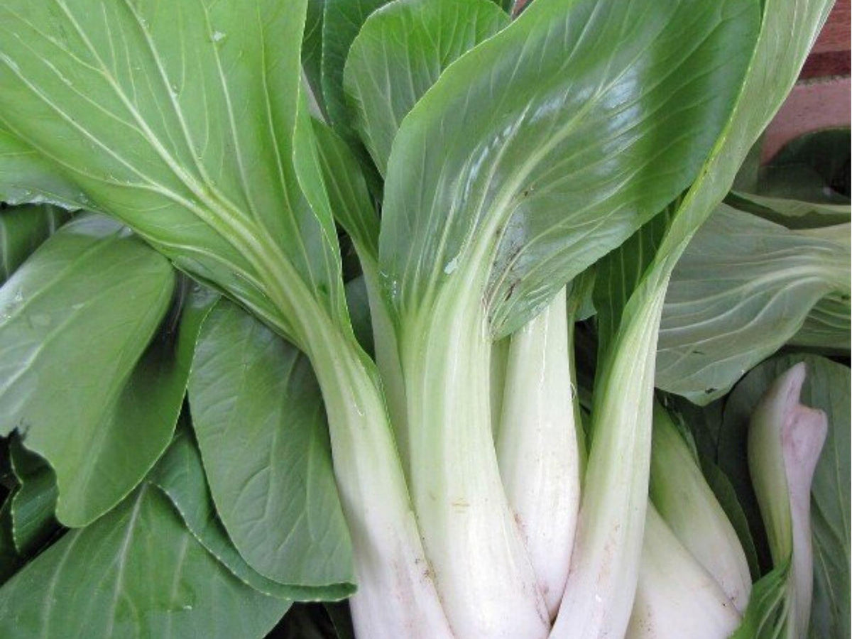 Bok Choy Seeds – 500 Non-GMO Asian Vegetable Seeds, Pak Choi Taisai, Chinese Cabbage, Edible Greens for Garden, Microgreens