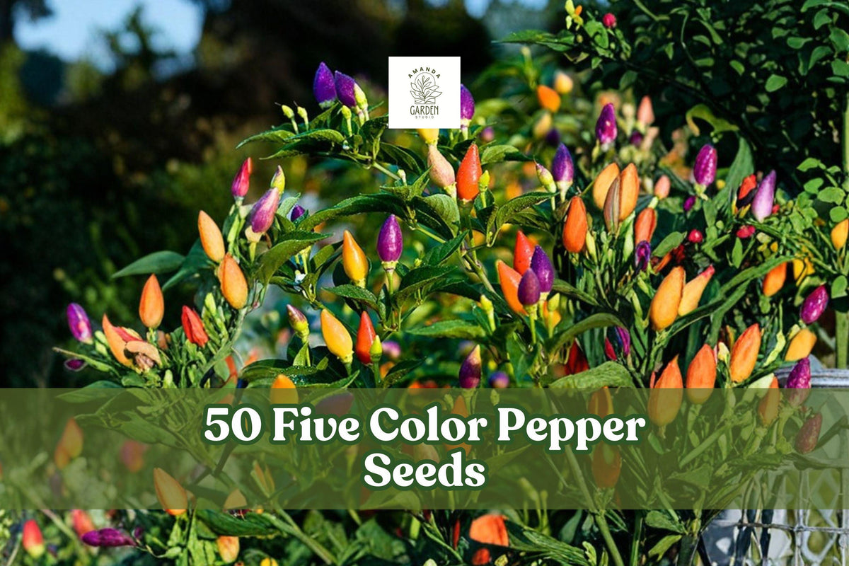 50+ Five Color Pepper Seeds for Planting | Capsicum annuum | Colorful Ornamental & Edible Garden Pepper Seeds