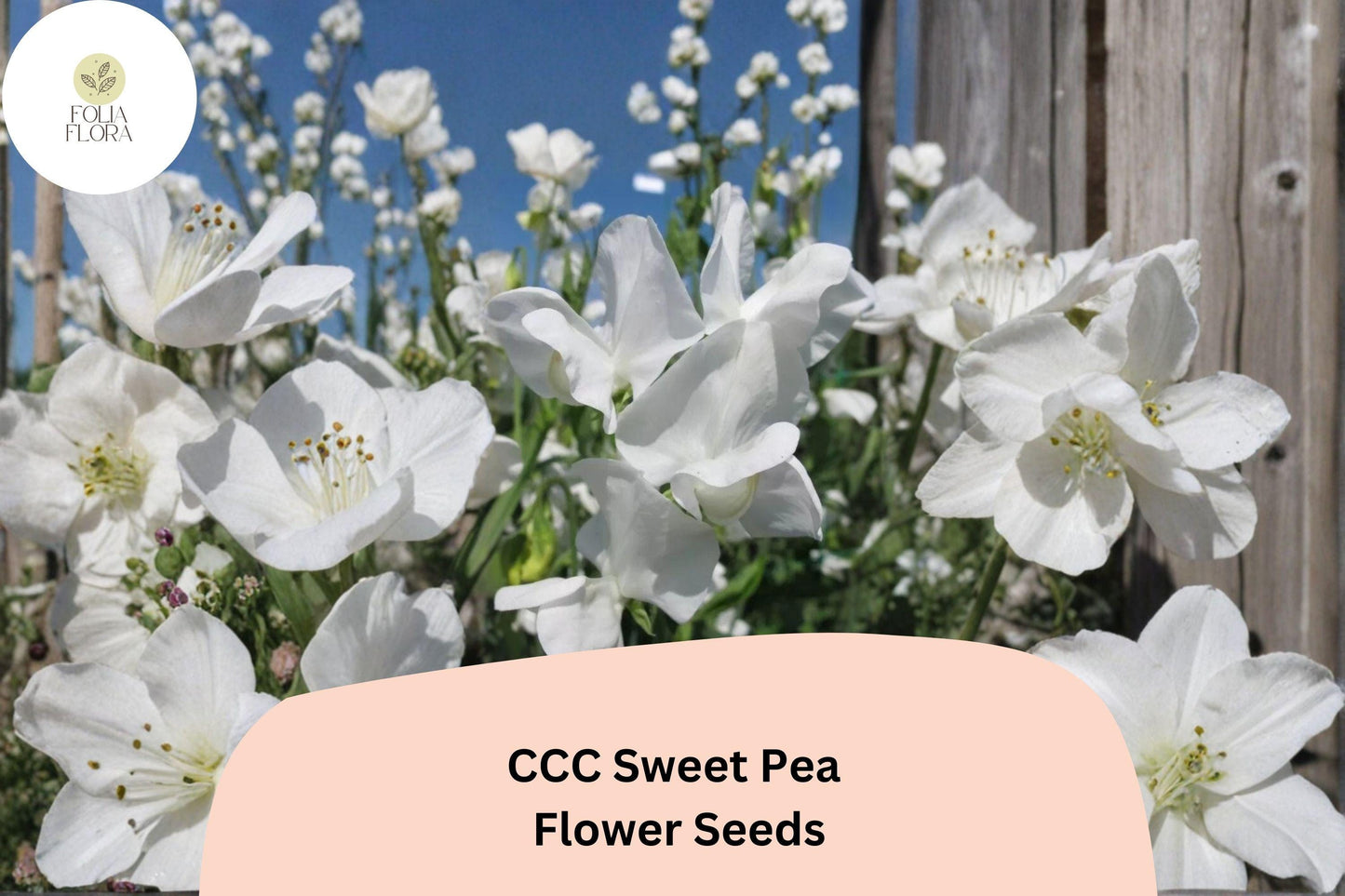 Sweet Pea Seeds, Lathyrus odoratus, Climbing Vine, Decorative White Flowers, Garden Planting, 50+ Seeds