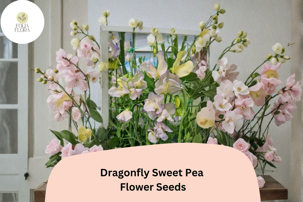 Dragonfly Sweet Pea Seeds | Bicolor Climbing Vine for Garden Trellises | Lathyrus odoratus | 50+ Seeds