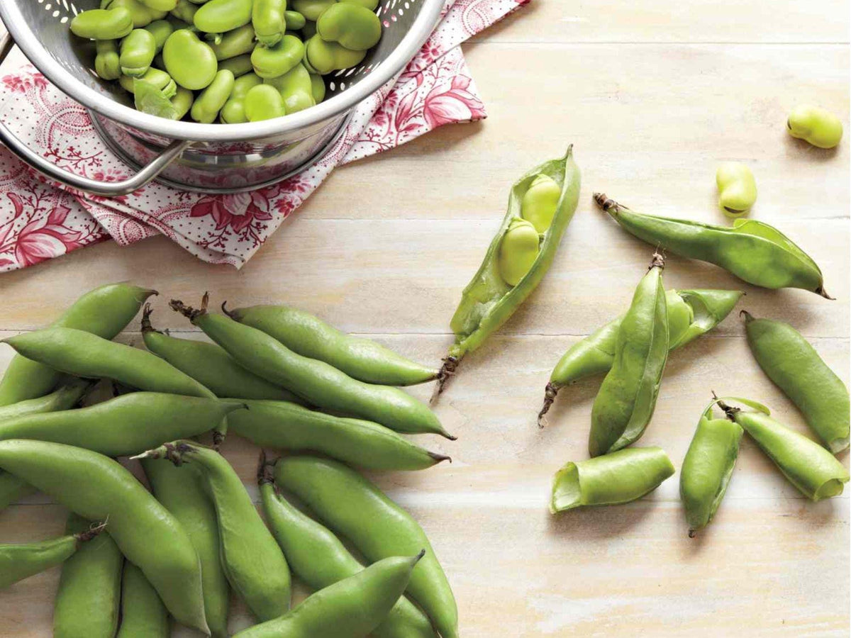 Fava Bean Seeds – 10 Heirloom Broad Beans, Cold-Hardy, Non-GMO, Organic, Easy Spring Garden Crop, Edible Pods, Fertilizer-Friendly