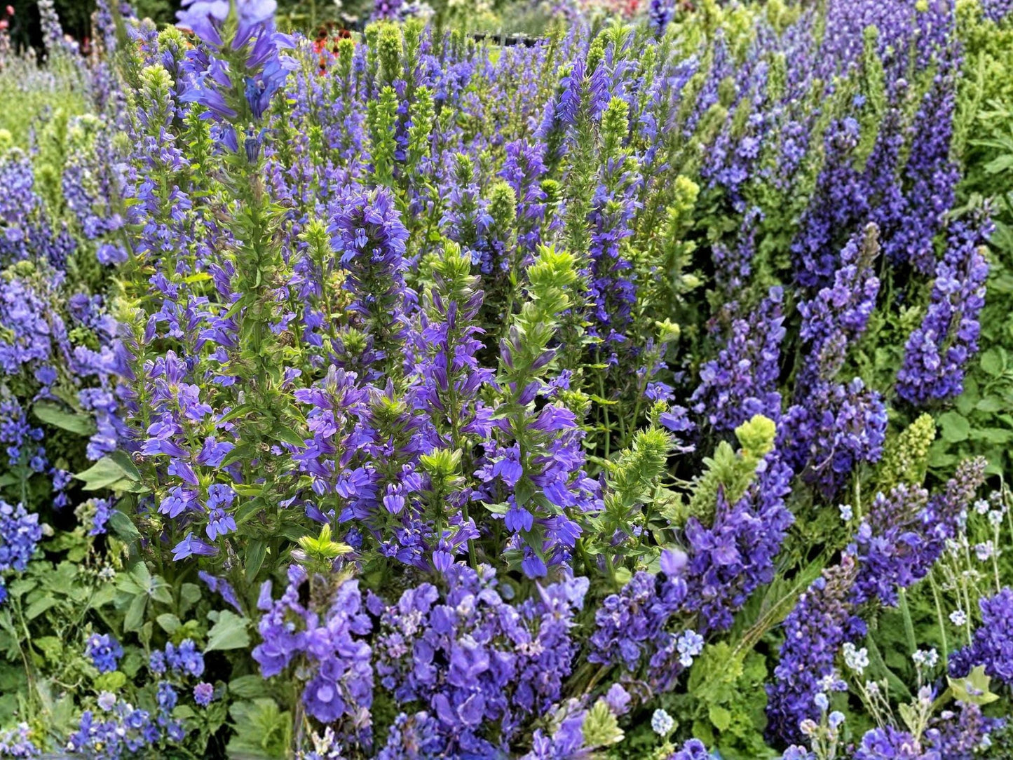 Lobelia Siphilitica Great Blue Lobelia Seeds Native Perennial Wildflower Pollinator Plant Wetland Garden