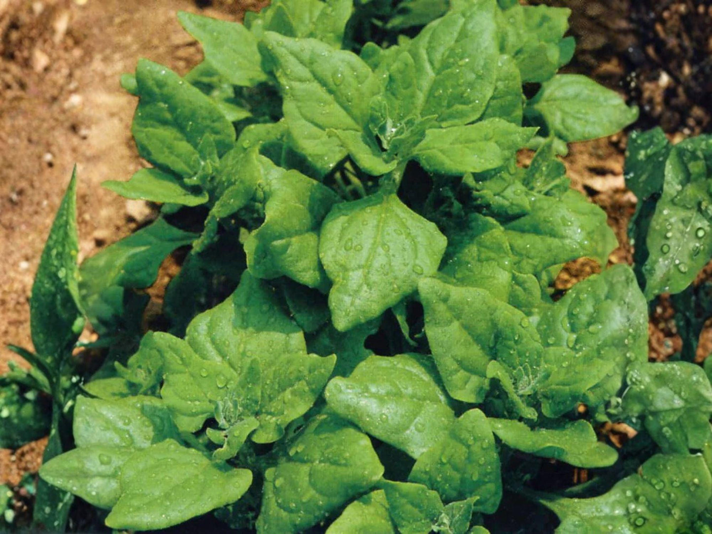 New Zealand Spinach Seeds – Heat-Tolerant Leafy Greens for Summer Gardens – Tetragonia tetragonioides