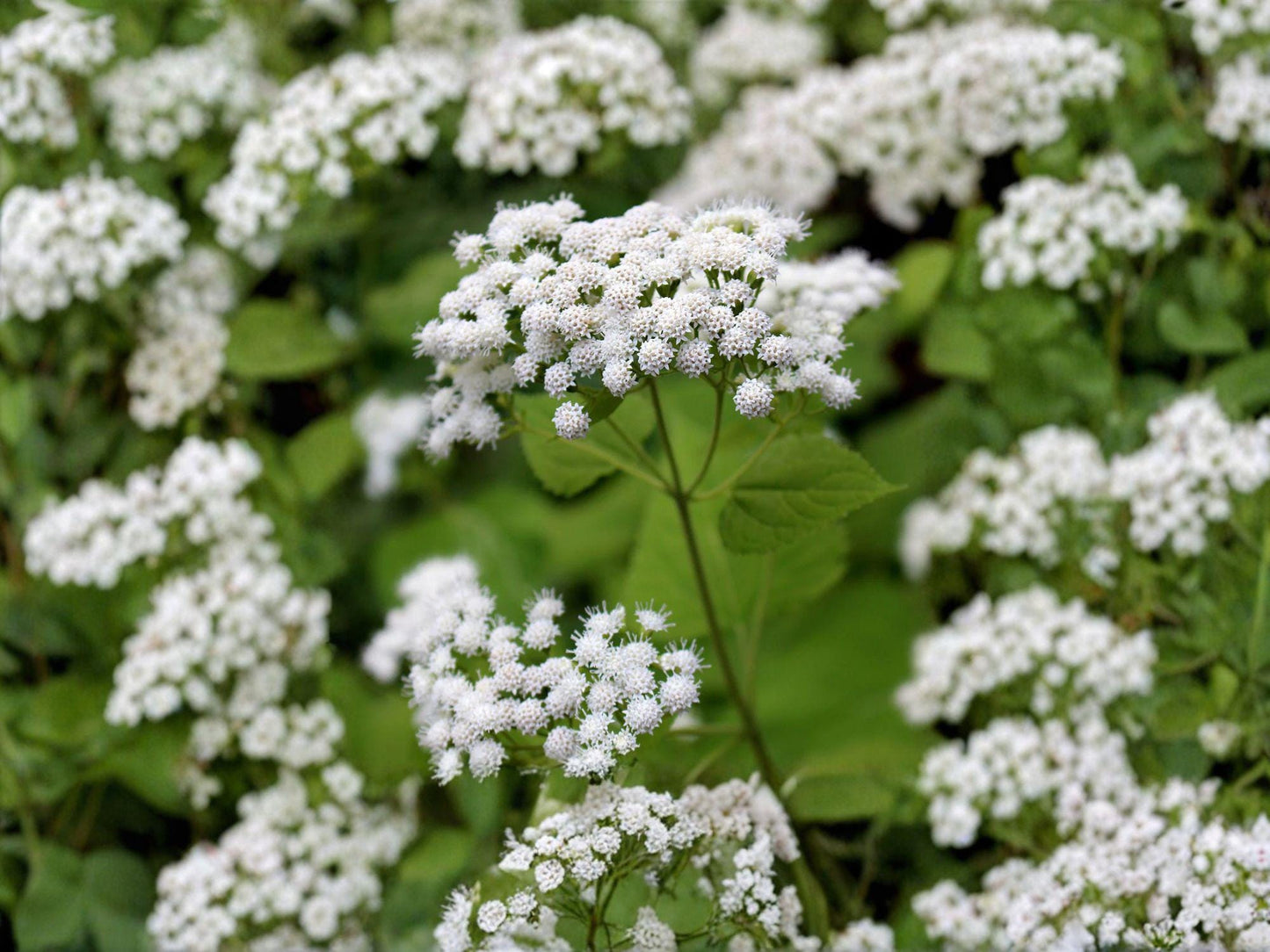 White Snakeroot Seeds – 100 Native Wildflower Seeds for Shade Gardens & Pollinators – Ageratina altissima