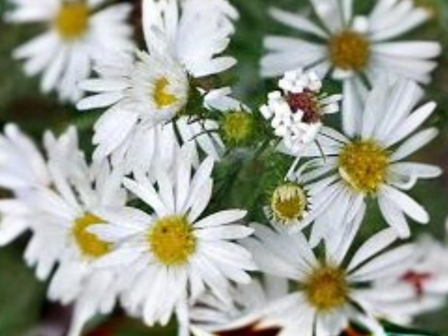 Heath Aster Seeds – Native Wildflower, Pollinator Garden, Frost Aster, Symphyotrichum pilosus, 100 Seeds