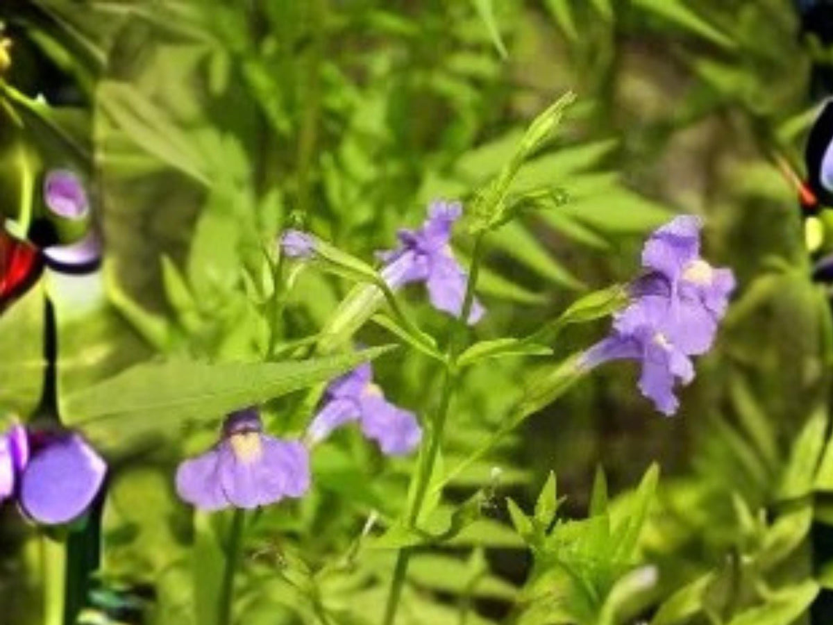 Mimulus ringens – Native Wetland Perennial Seeds – Allegheny Monkey Flower – Pollinator Attracting Wildflower – 5000 Seeds