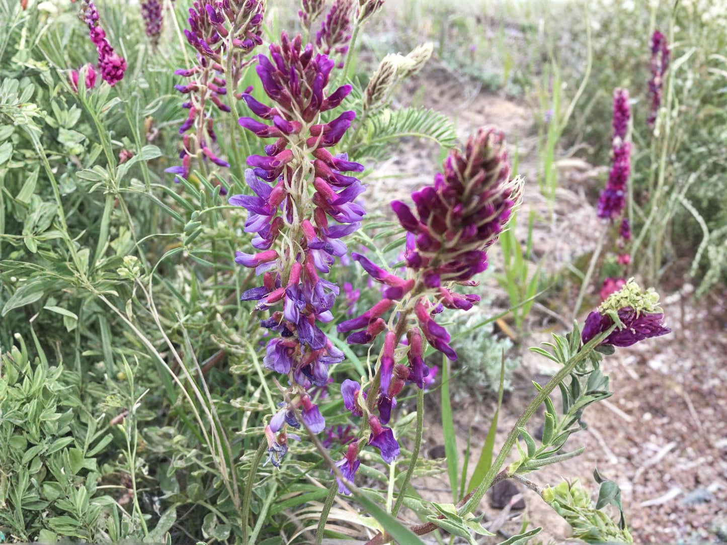 Astragalus bisulcatus Twogroove Milkvetch Seeds – Native Perennial Legume for Prairie, Dry Meadow, and Restoration Projects (15 Seeds)