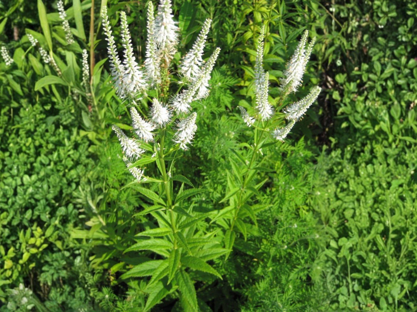 Culver’s Root Seeds, Veronicastrum virginicum, 500 Wildflower Seeds for Pollinators & Meadows, Native Perennial Plant