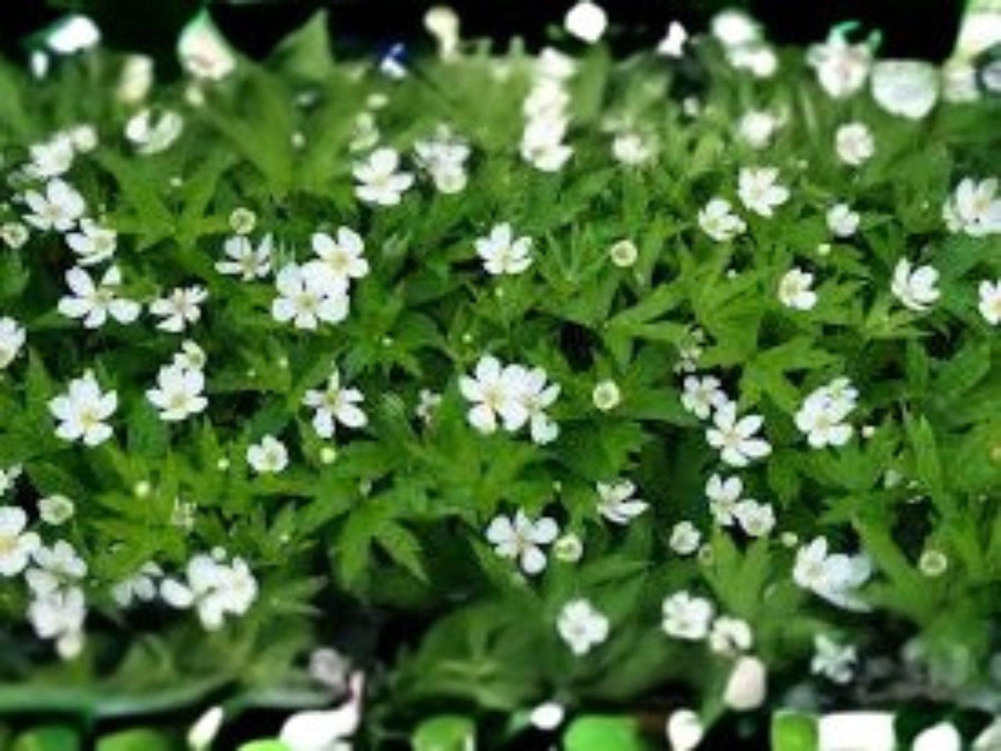 Canada Anemone Seeds – Native Wildflower Groundcover, Pollinator-Friendly, Anemone canadensis, 100 Seeds