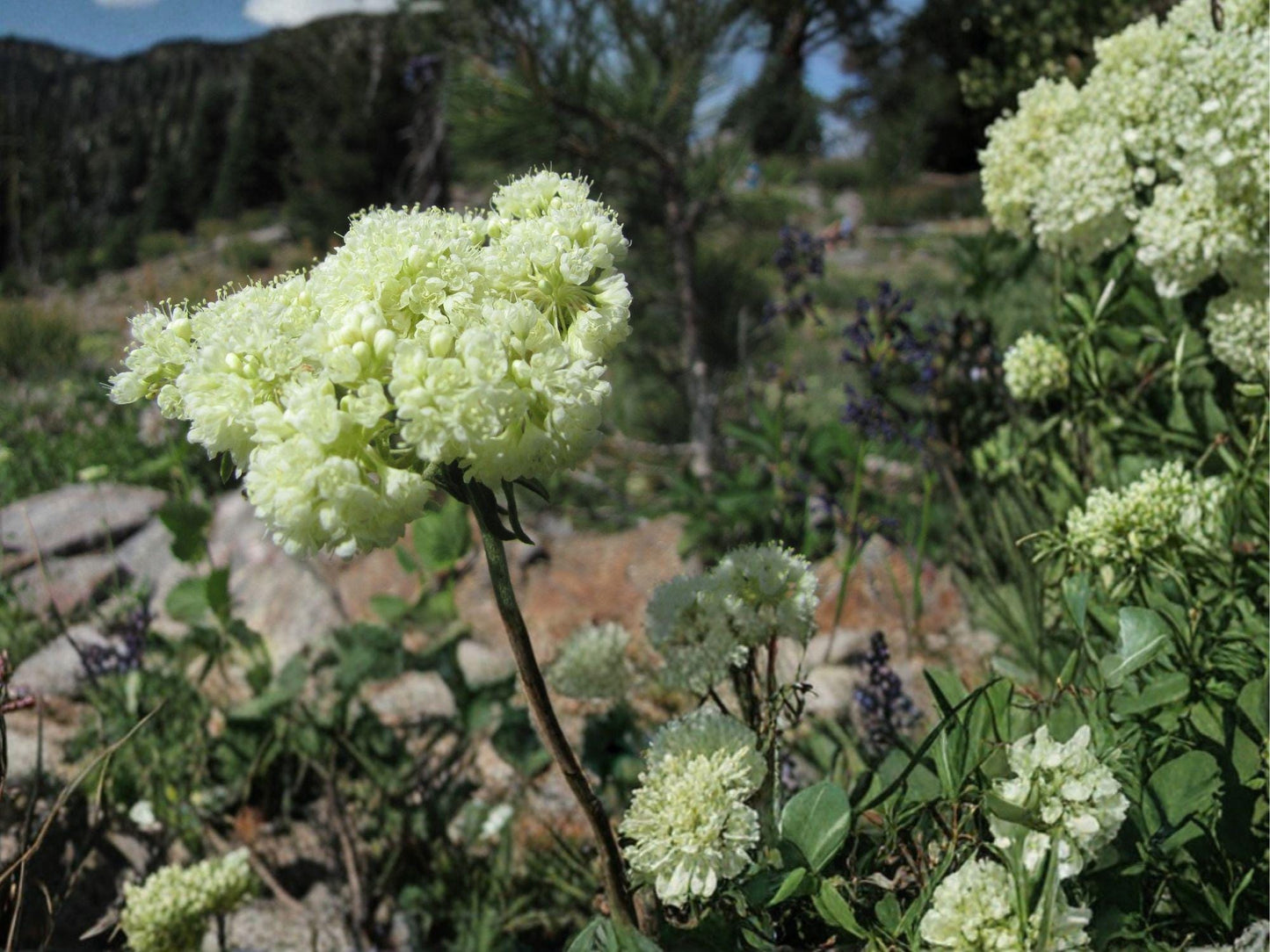 Eriogonum heracleoides Parsnipflower Wild Buckwheat Seeds | Native Perennial Pollinator Plant for Xeriscape