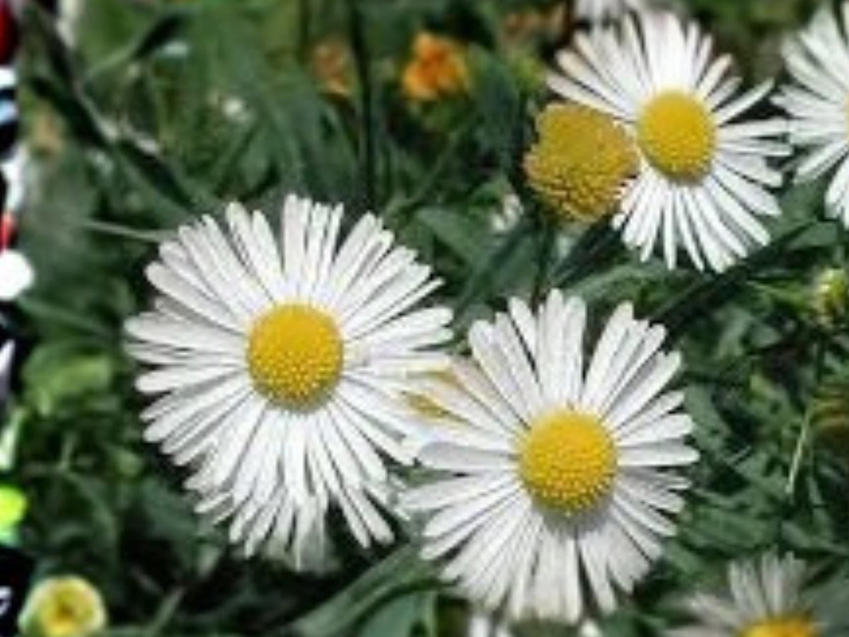 Boltonia Asteroides Wildflower Seeds – 500 Native Perennial Pollinator Plant for Late Summer Blooms