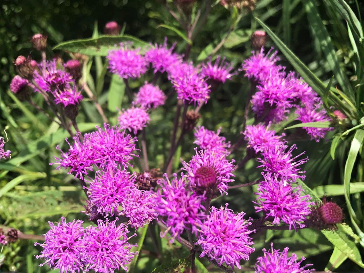 Vernonia noveboracensis Seeds – Native New York Ironweed Wildflower for Pollinator Gardens, Perennial, Purple-Magenta Flowers (100 Seeds)