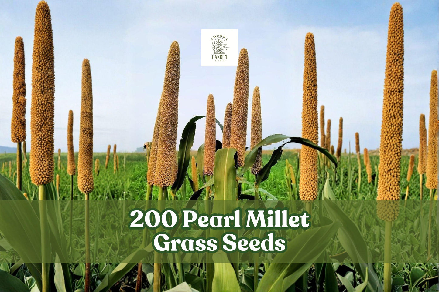 200 Pearl Millet Grass Seeds for Planting | Pennisetum glaucum | Ornamental Tall Grass for Garden Borders