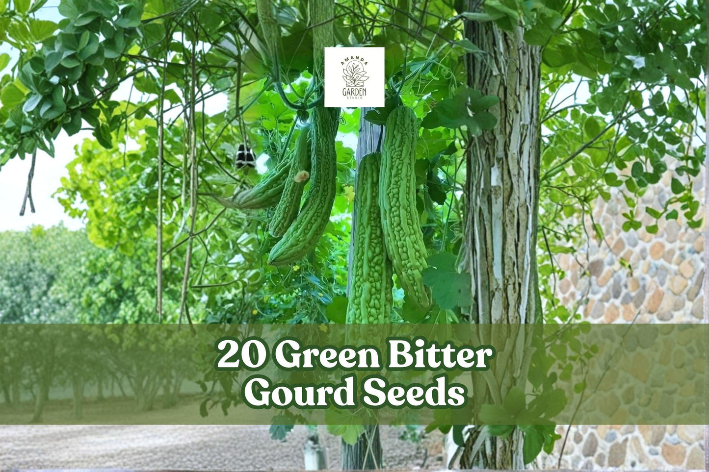 20 Green Bitter Gourd Seeds for Planting | Momordica charantia | Climbing Vine for Garden, Trellises, Fences
