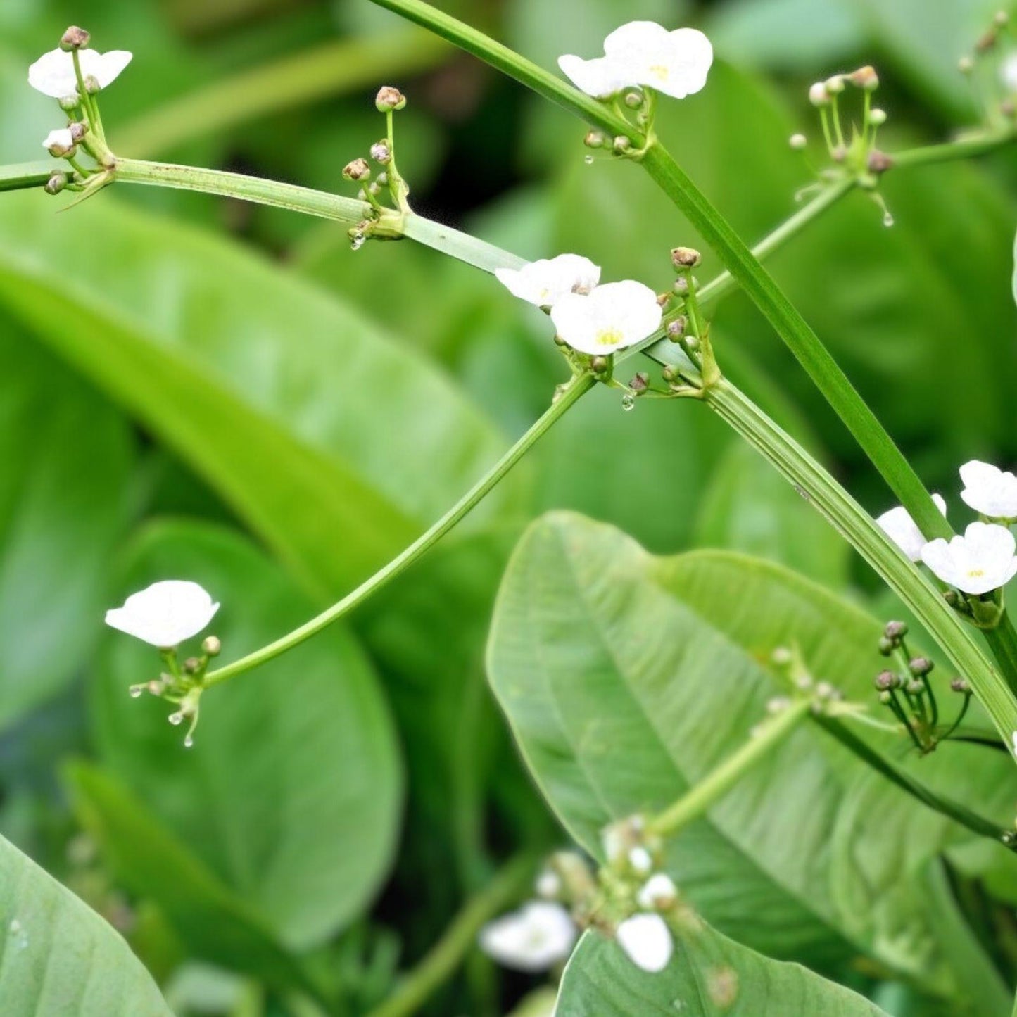 Large Flowered Water Plantain Seeds | Aquatic Perennial Alisma plantago-aquatica for Ponds & Wetlands