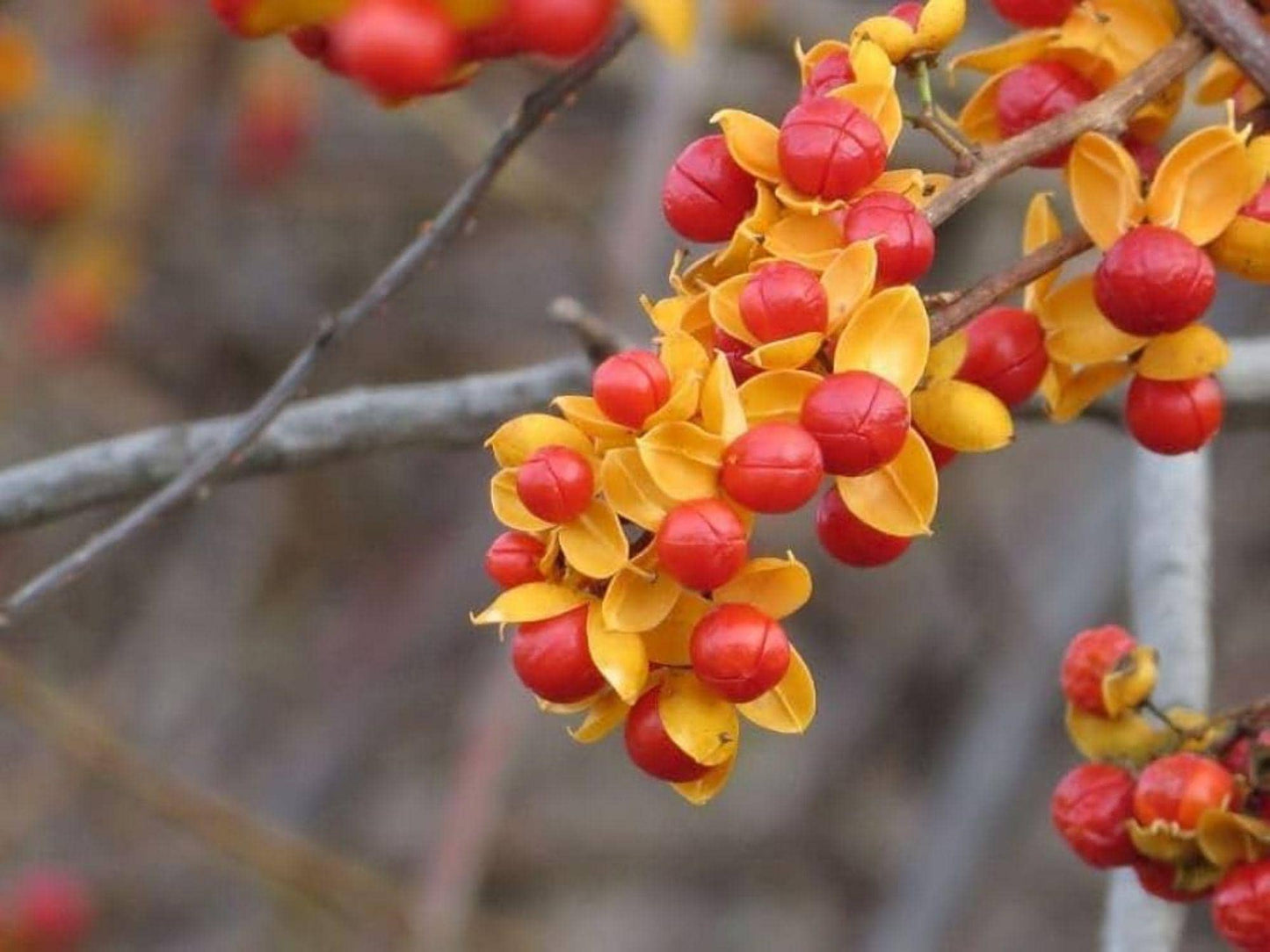 American Bittersweet Seeds (Celastrus scandens) – Native Climbing Vine for Wildlife Gardens, Fences & Trellises