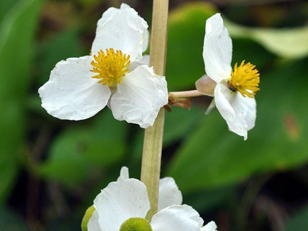 Common Arrowhead Seeds (Sagittaria latifolia) – 500 Native Aquatic Wetland Plant for Ponds & Rain Gardens