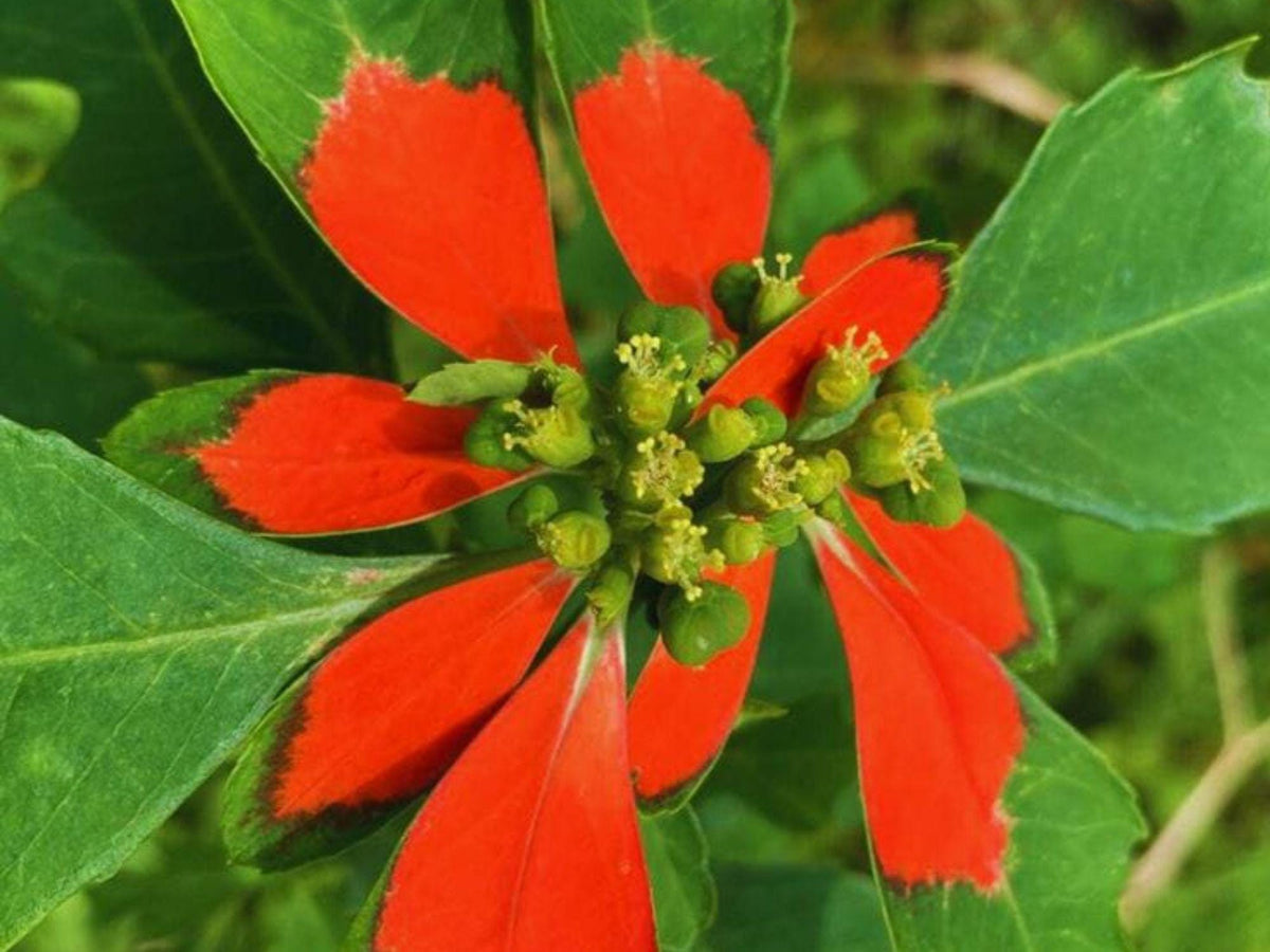 Fire-on-the-Mountain Seeds – 10 Vibrant Euphorbia cyathophora Wildflower Seeds for Pollinator Gardens