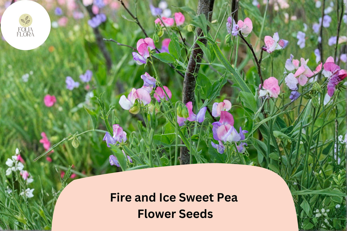 Fire and Ice Sweet Pea Seeds | Bicolor Red Purple Climbing Vine | Lathyrus odoratus, Annual Flowering Plant