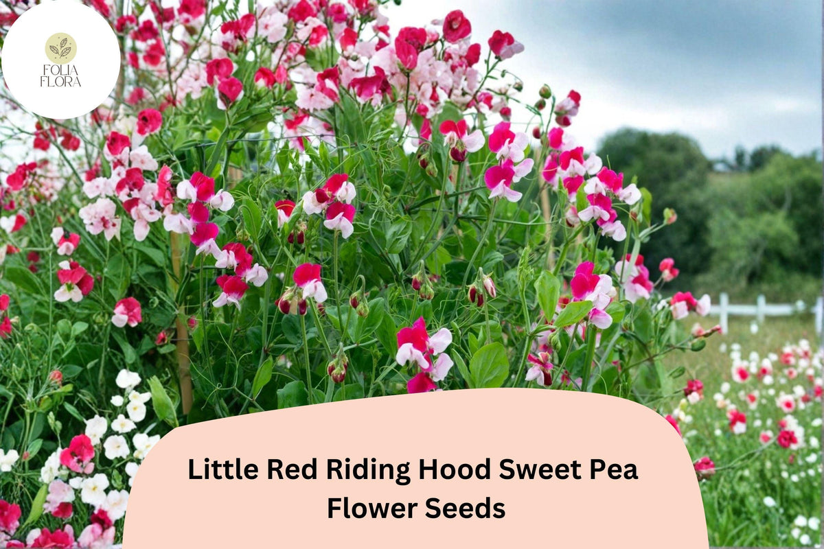 Little Red Riding Hood Sweet Pea Seeds | Bicolor Red & White Annual Climbing Vine | Lathyrus odoratus