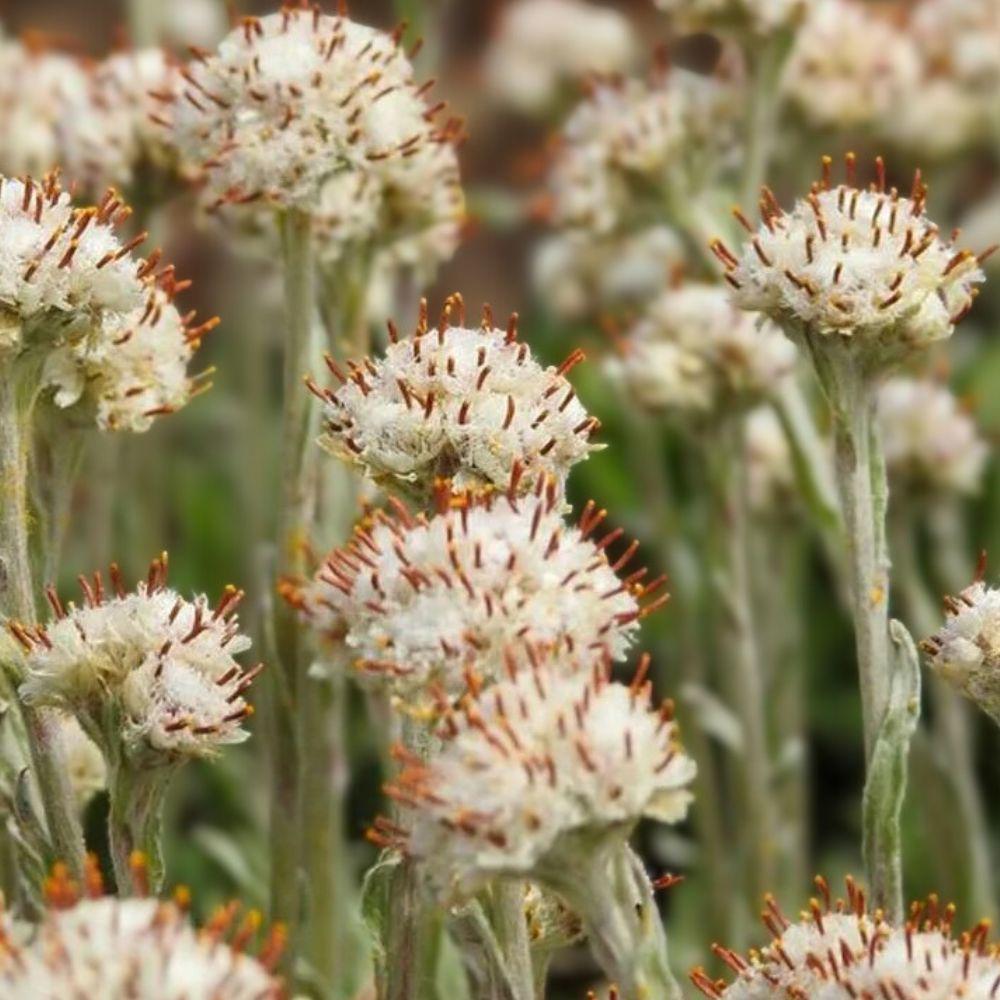 Antennaria neglecta Prairie Pussytoes Seeds – Native Perennial Groundcover, Drought Tolerant Wildflower, White Flowers, 100 Seeds
