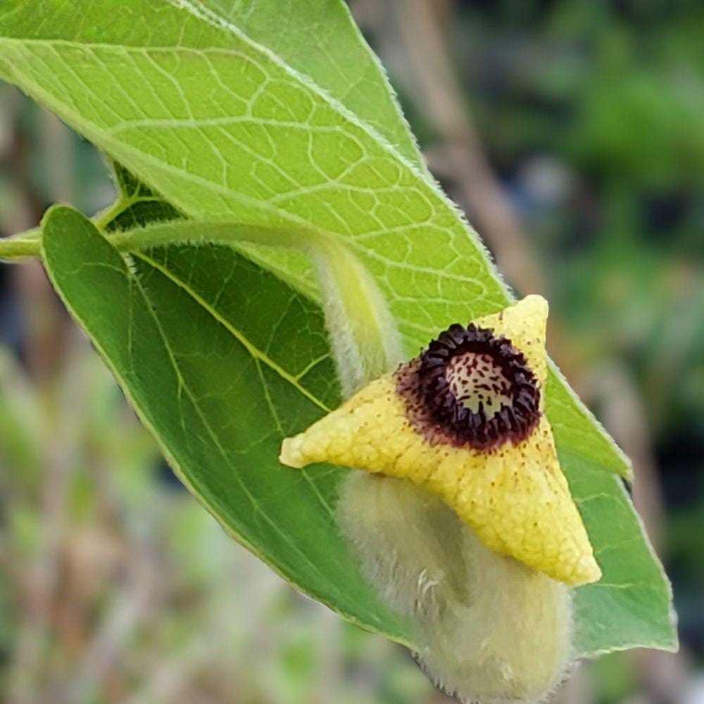 Dutchman’s Pipevine Seeds, Aristolochia tomentosa, Perennial Climbing Vine, Swallowtail Host Plant, 10 Seeds