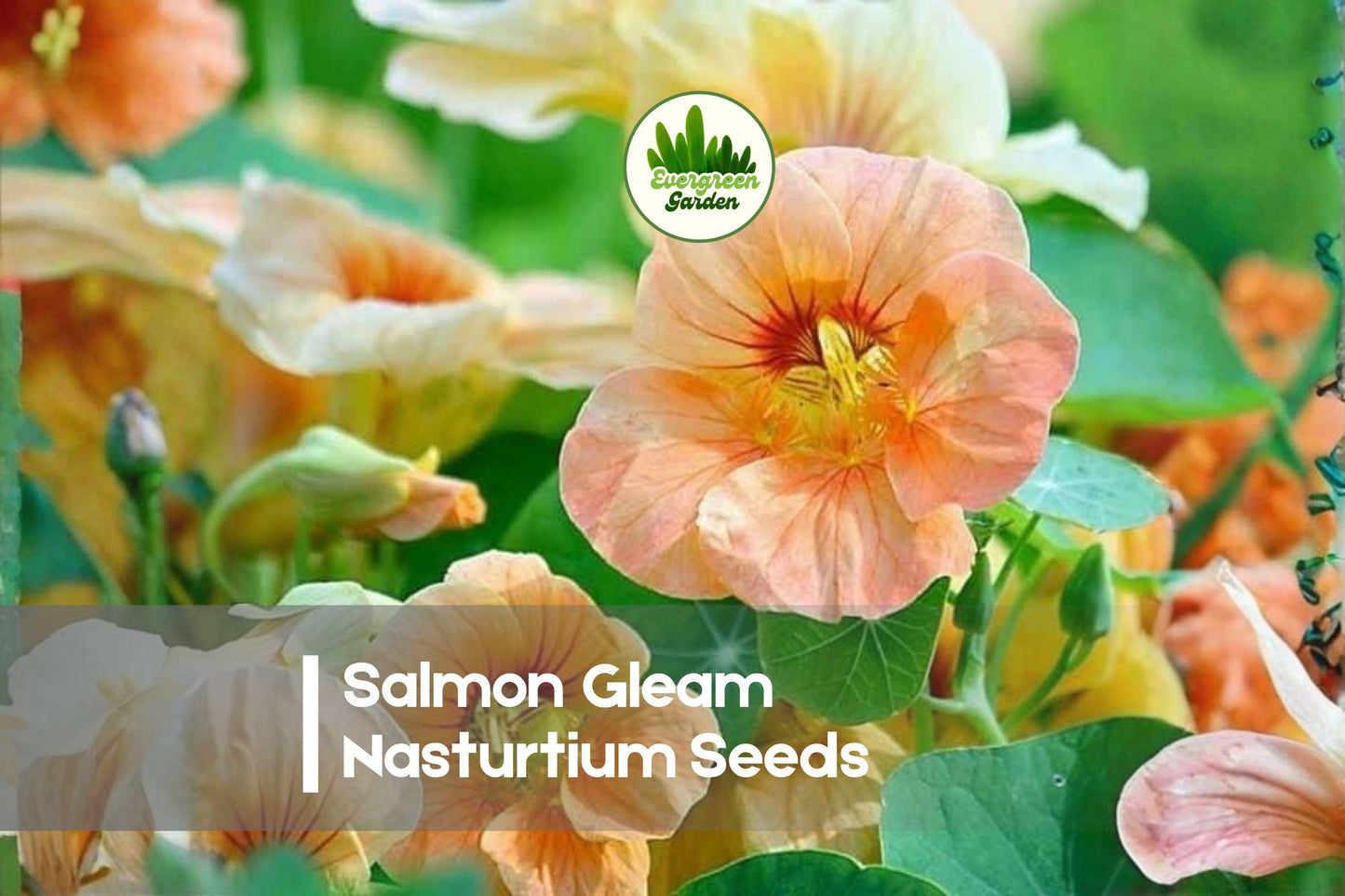 Salmon Gleam Nasturtium Seeds – Tropaeolum majus, Trailing Annual with Salmon Pink Blooms, Perfect for Borders & Hanging Baskets