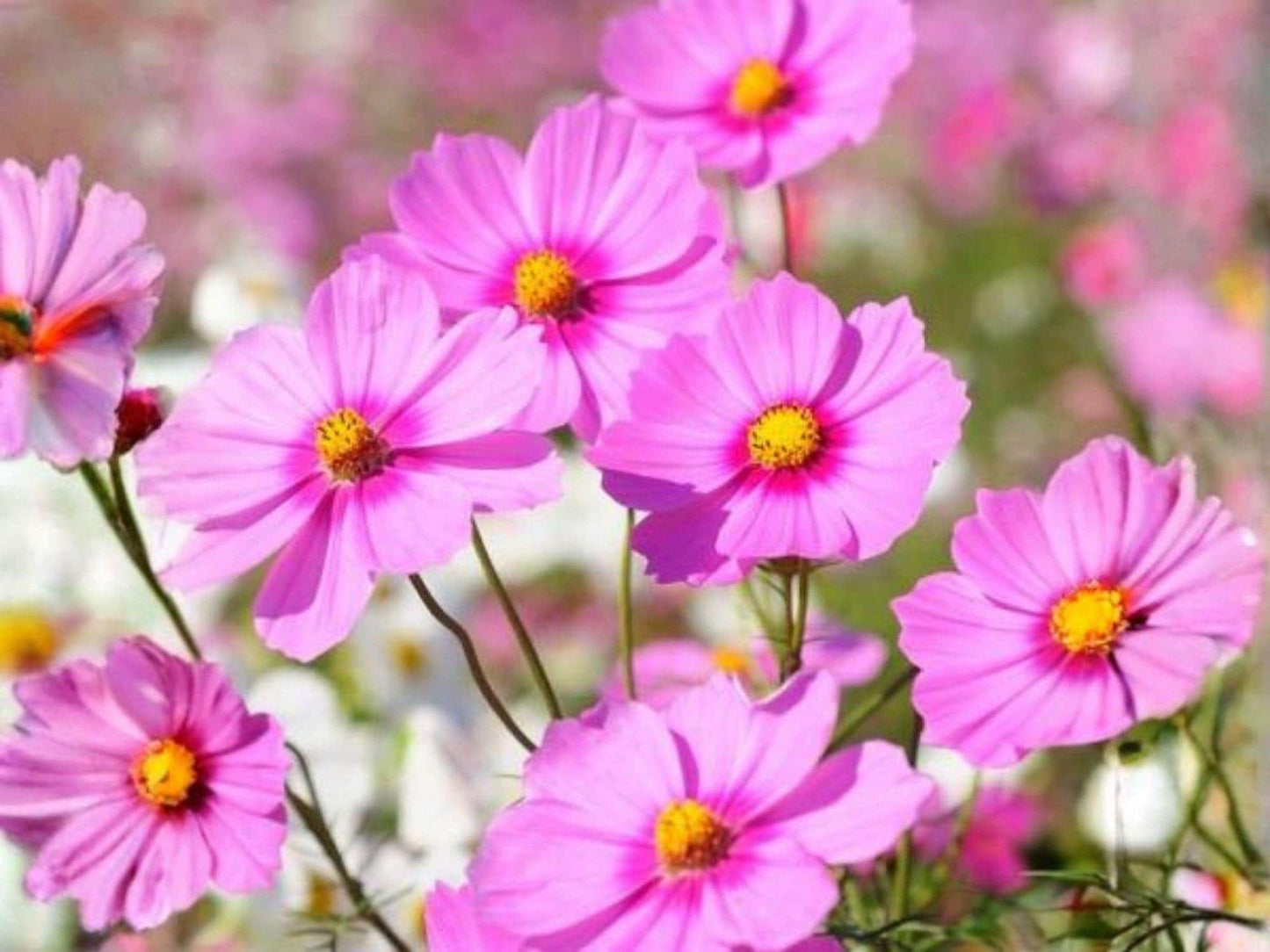 Cosmos Gloria Flower Seeds – Pink to Rose Annual Garden Flower for Beds & Containers – 100 Seeds