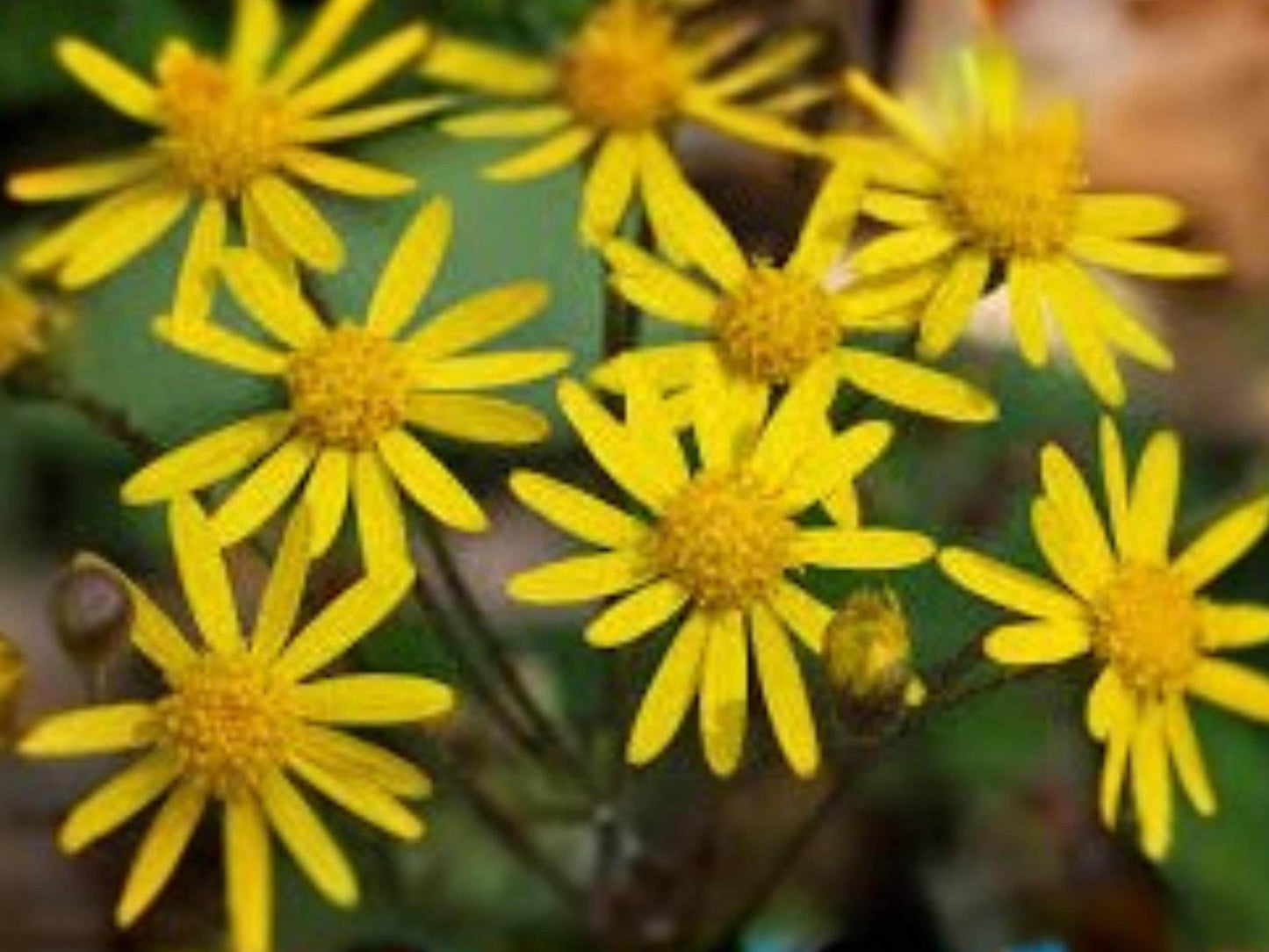 Packera Aurea Seeds – Golden Ragwort Perennial Wildflower for Shade, Pollinator-Friendly Groundcover, 75 Seeds