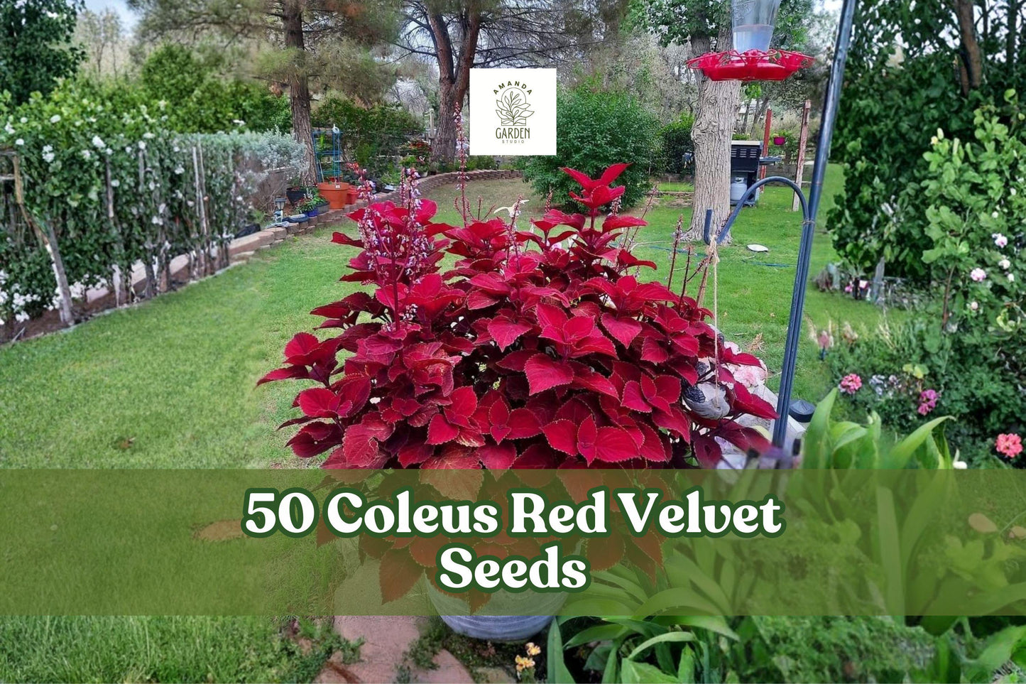 50 Coleus Red Velvet Seeds for Planting | Coleus scutellarioides Foliage Shade Garden Plant