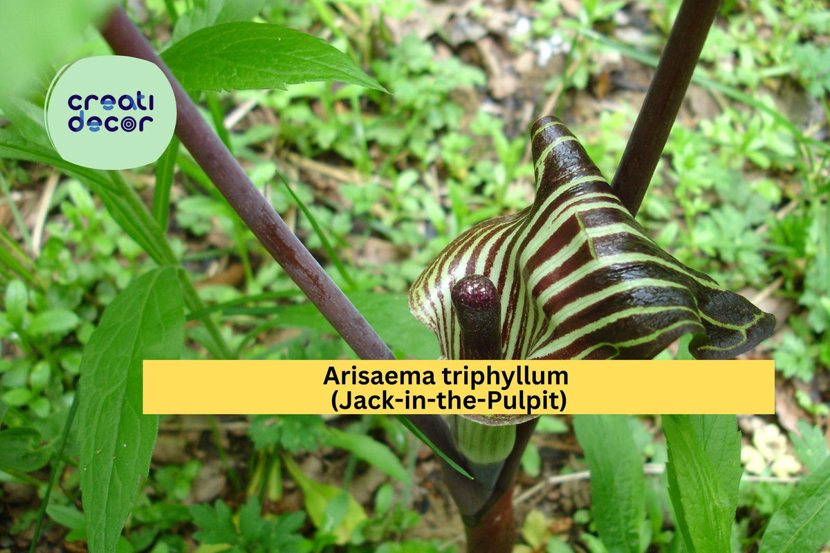 Arisaema triphyllum Seeds – Jack-in-the-Pulpit Native Woodland Plant for Shade Gardens, 5 Viable Seeds