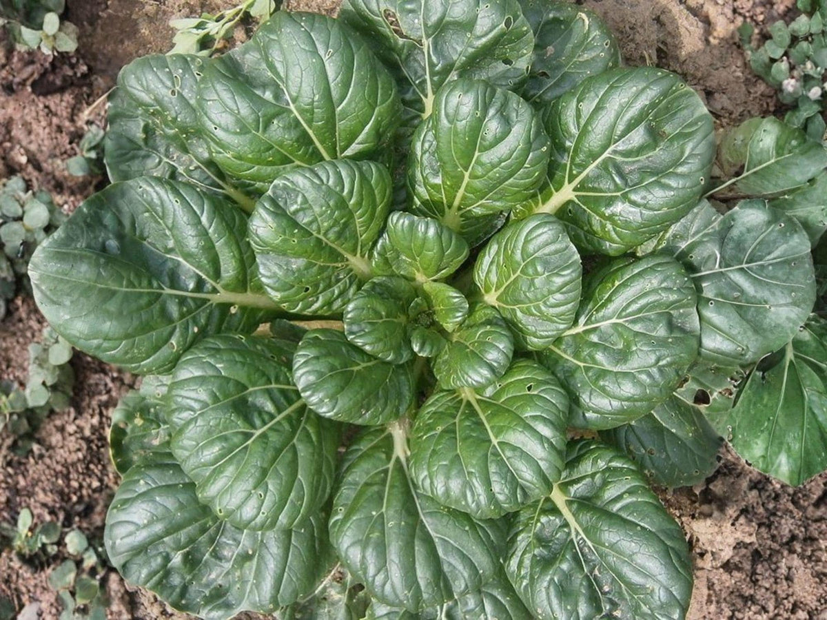 Pak Choi Tatsoi Seeds | Asian Leafy Green Vegetable | Fast Growing Cold Hardy Green | Brassica rapa