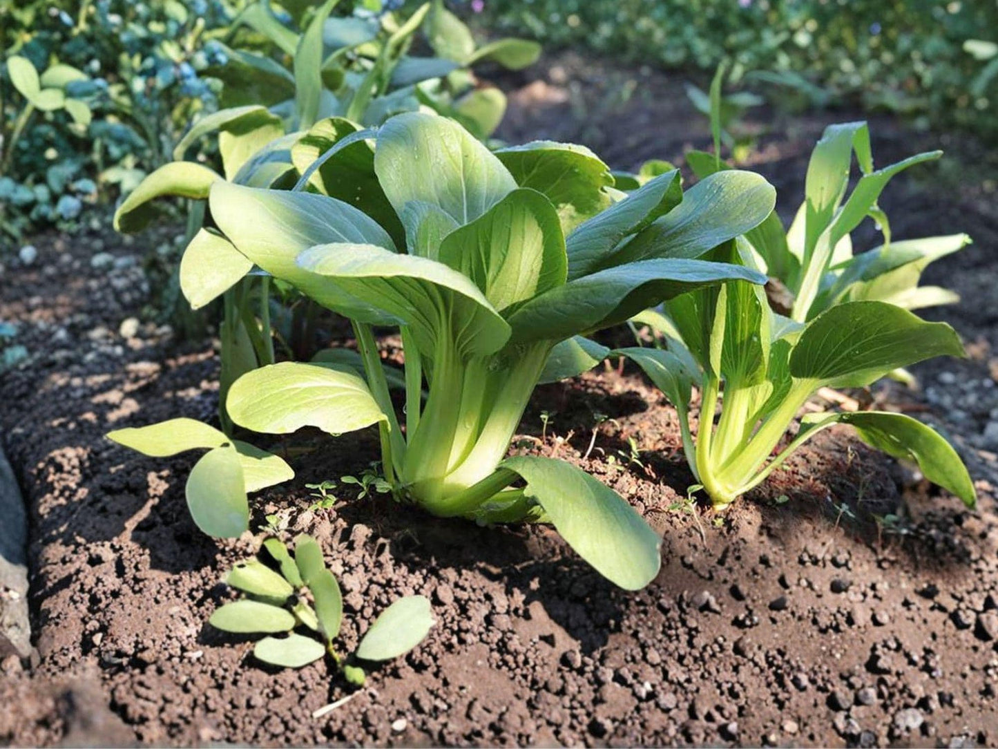 Pak Choi Taisai Seeds – Asian Leafy Green Vegetable, Fast Growing Crop, Crisp Stems, Mild Flavor, 500 Seeds
