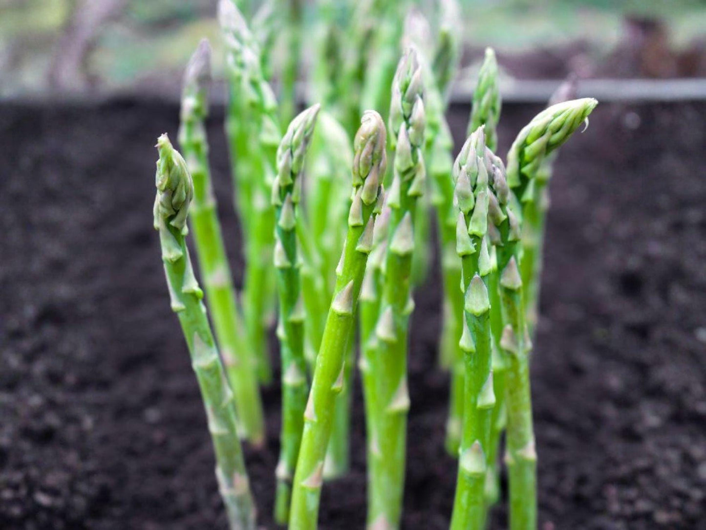 Asparagus Seeds | Heirloom Mary Washington Perennial Vegetable | Green Spears for Home Garden