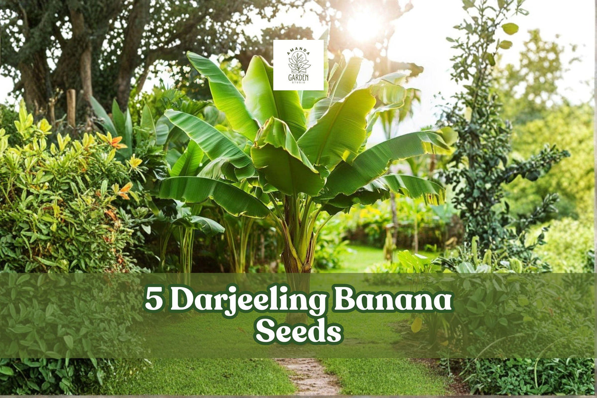 Darjeeling Banana Seeds – Musa sikkimensis Ornamental Tropical Plant for Landscaping and Garden