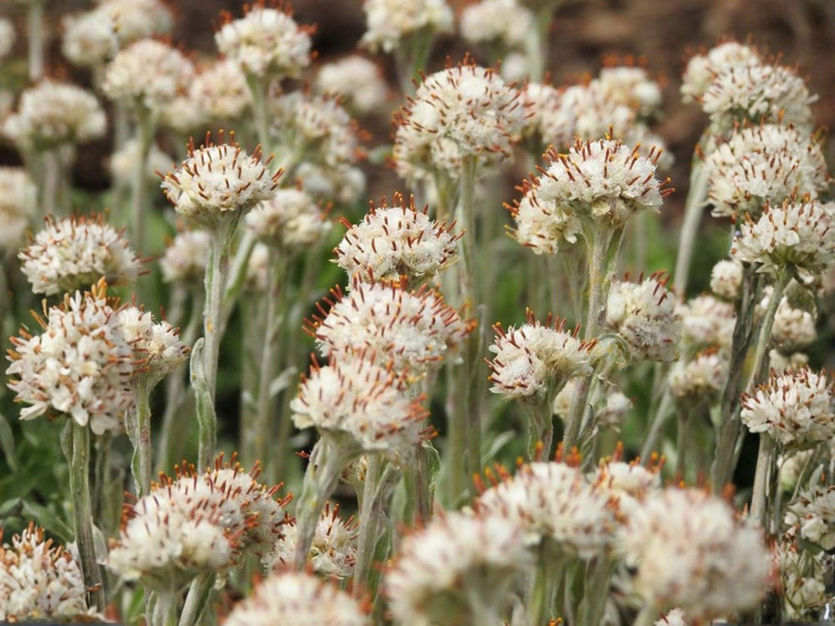 Antennaria neglecta Seeds | Prairie Pussytoes | Native Groundcover | Butterfly Host Plant | Perennial | 100 Seeds