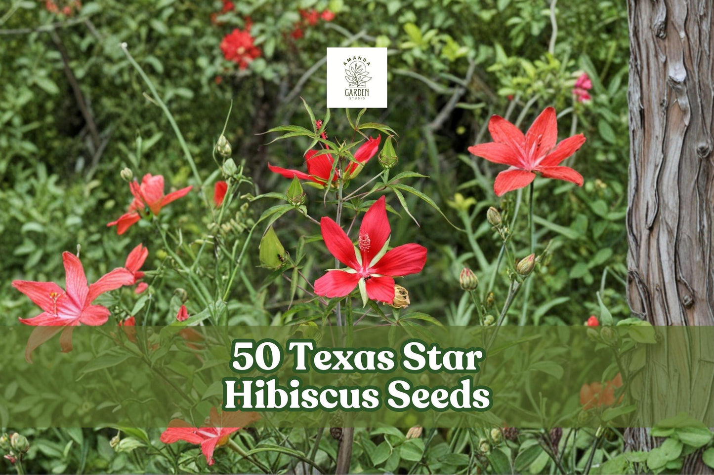 Texas Star Hibiscus Seeds – Ornamental Perennial with Red Star-Shaped Flowers – Hibiscus coccineus for Garden Beds & Landscaping